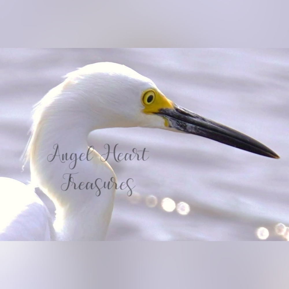 4x6 Original Nature Photography Of Snowy Egret Bird Photo Print